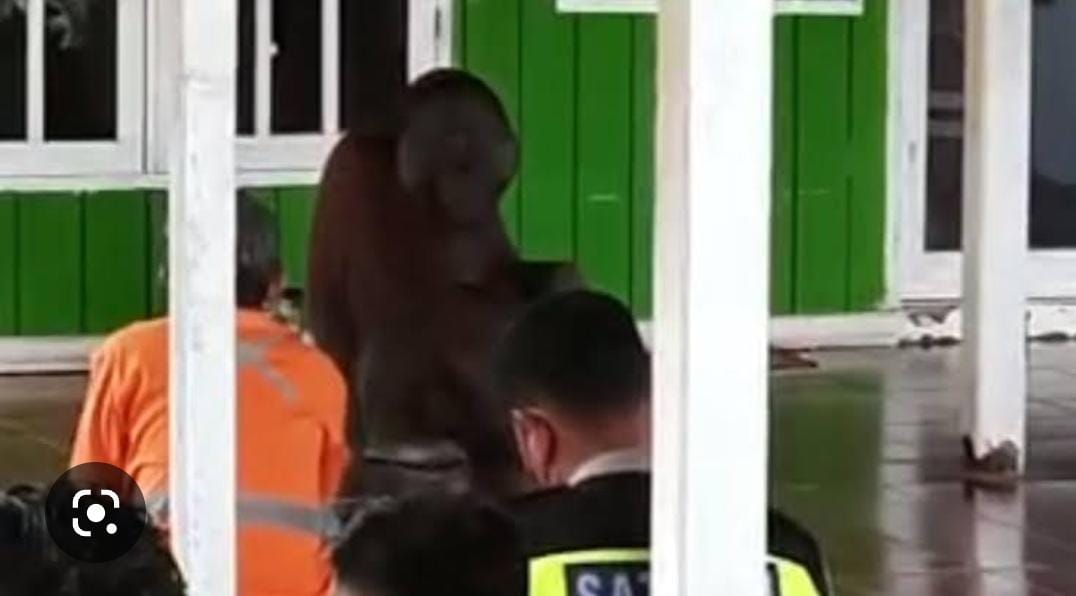 Orangutan Masuk Masjid Saat Warga Salat Jumat Berjemaah di Kutai Timur