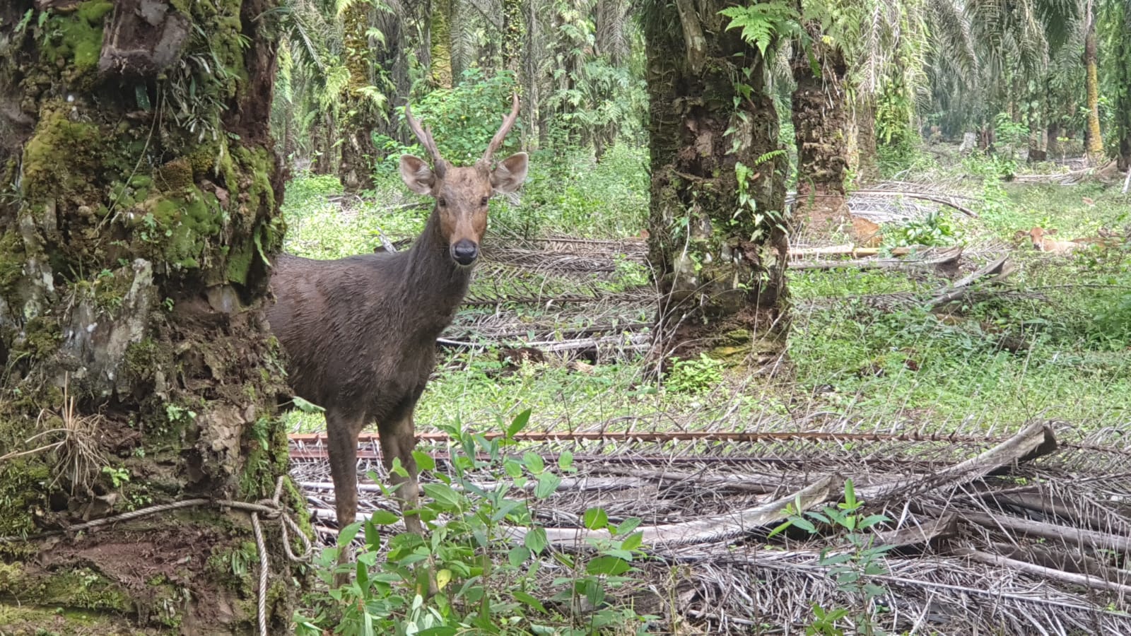 Rusa Sambar Muncul di Areal Ternak Warga di Riau