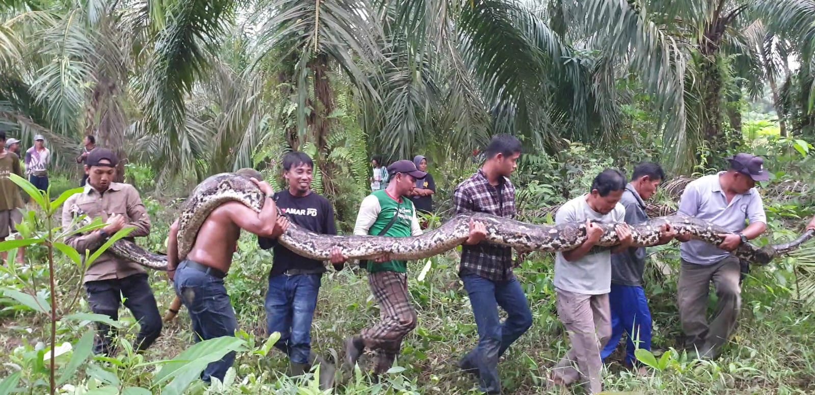 Ular Piton Berbobot 200 Kg Berhasil Dievakuasi di Kebun Sawit Pelalawan