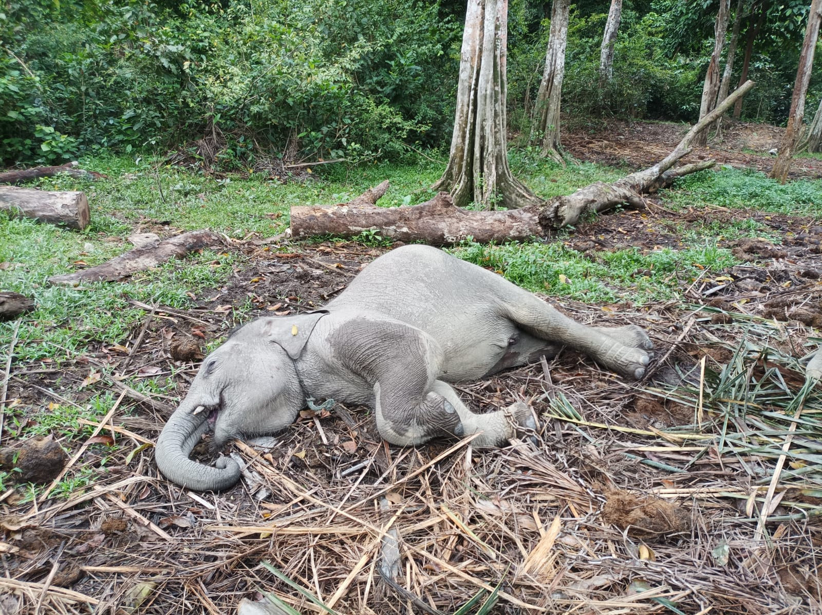 Satu Anak Gajah Sumatera Mati Terpapar Virus