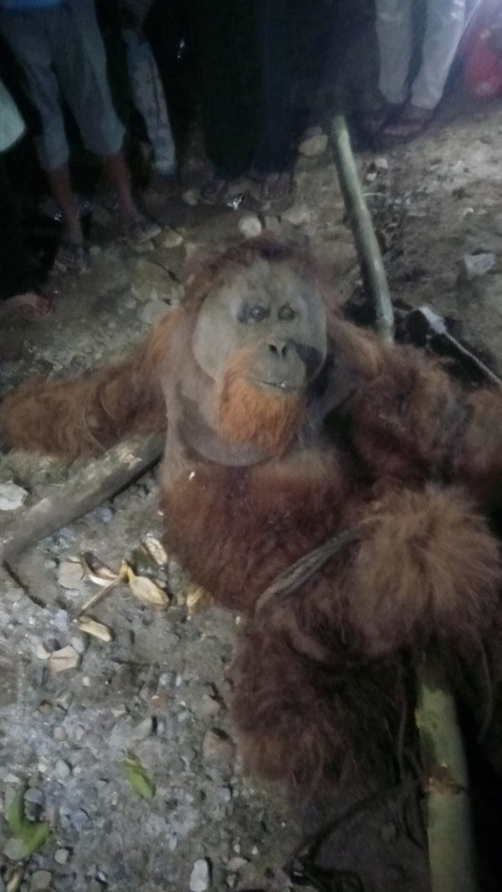 Satu Orangutan Sumatra Tidak Terselamatkan akibat Trauma Kekerasan Fisik