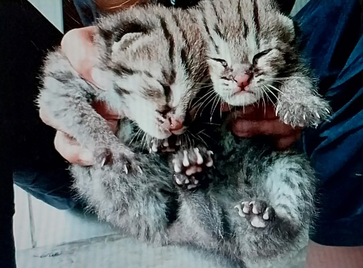 Ranger Evakuasi Dua Anak Kucing Hutan di Hutan Bambu Jabar