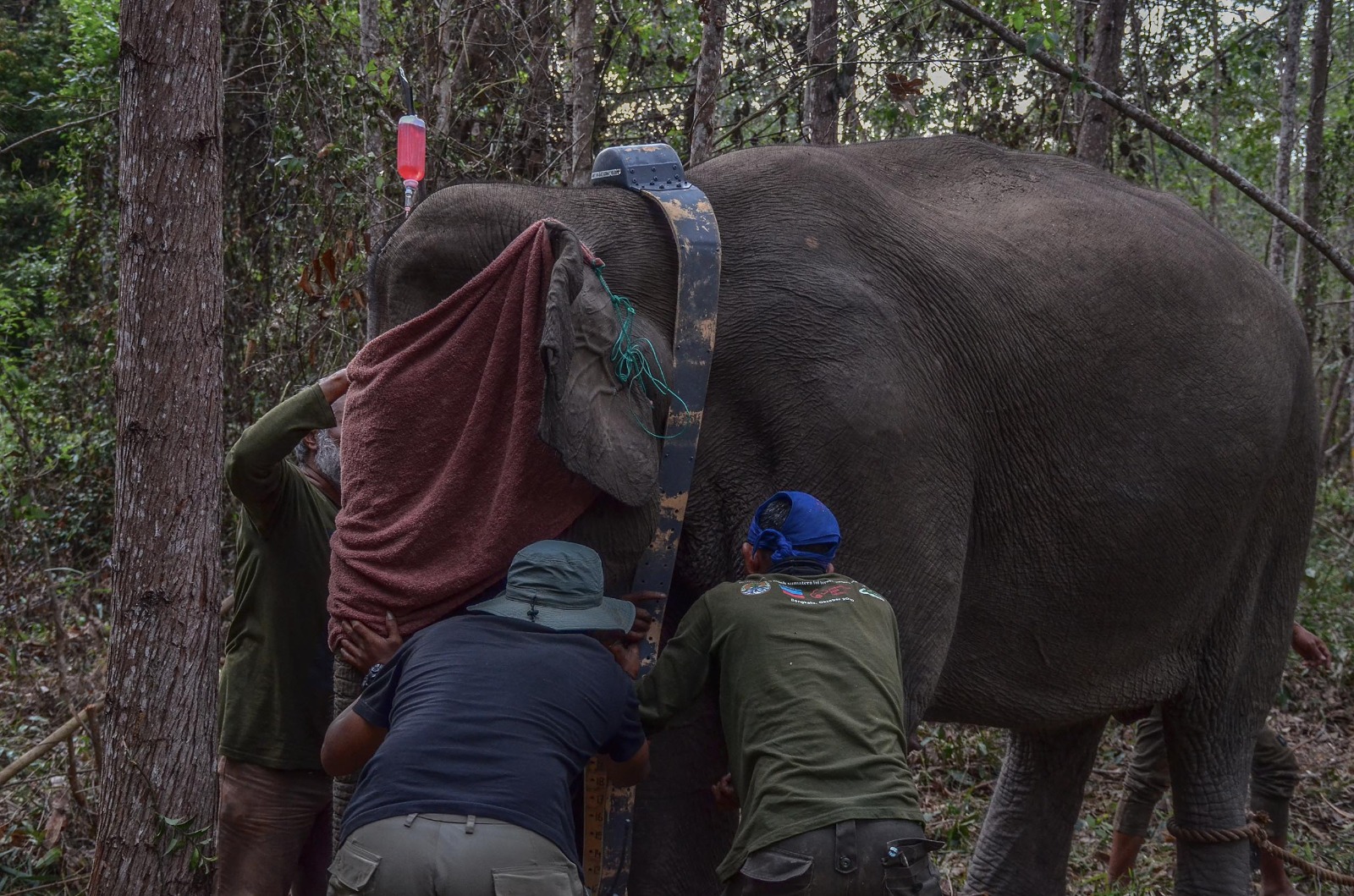 Tiga Gajah Sumatera di Riau Dipasang GPS Collar