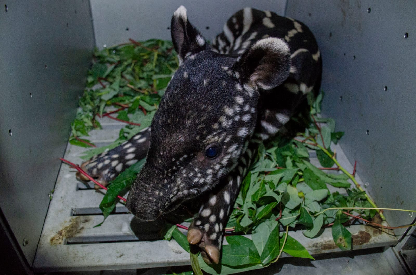 BBKSDA Riau Evakuasi Bayi Tapir Dari Desa Gunung Melintang