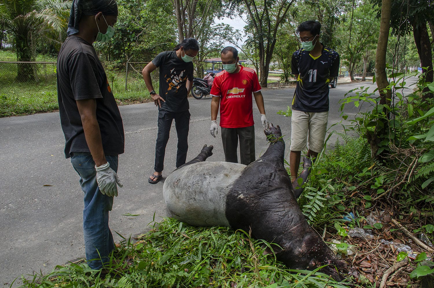 Terancam Punah, Seekor Tapir Ditemukan Mati di Pinggir Jalan