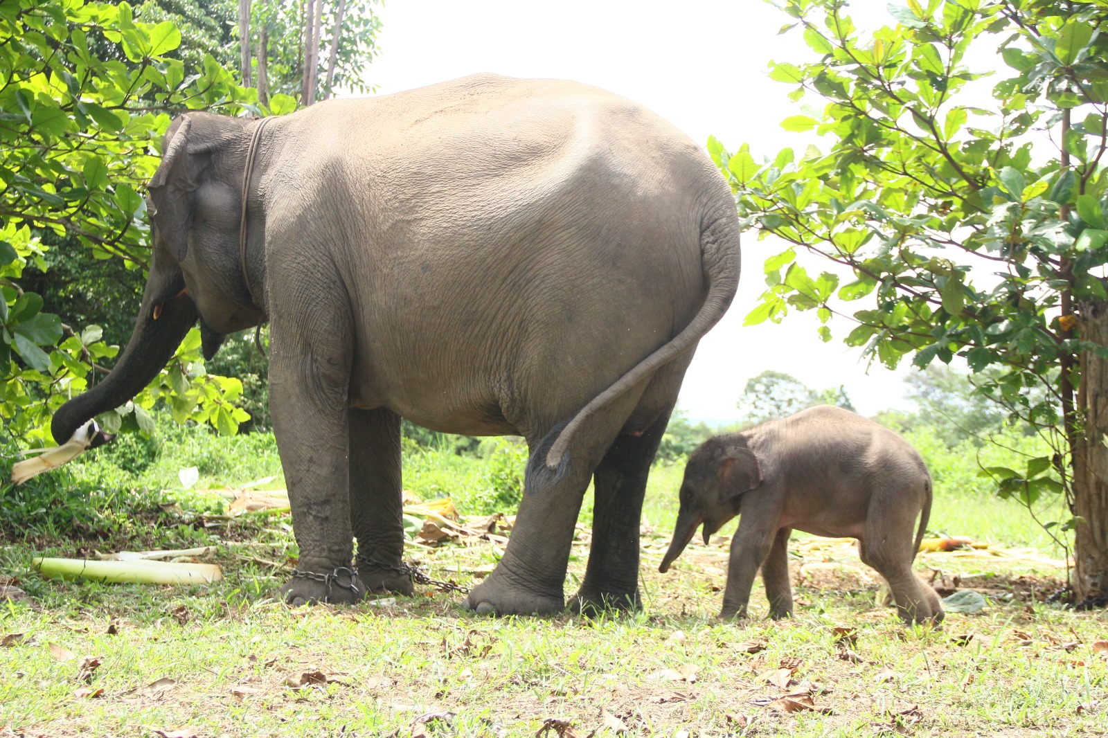 Bahagianya Carmen, Melahirkan Bayi Gajah Jantan di Unit Konservasi Gajah Estate Ukui