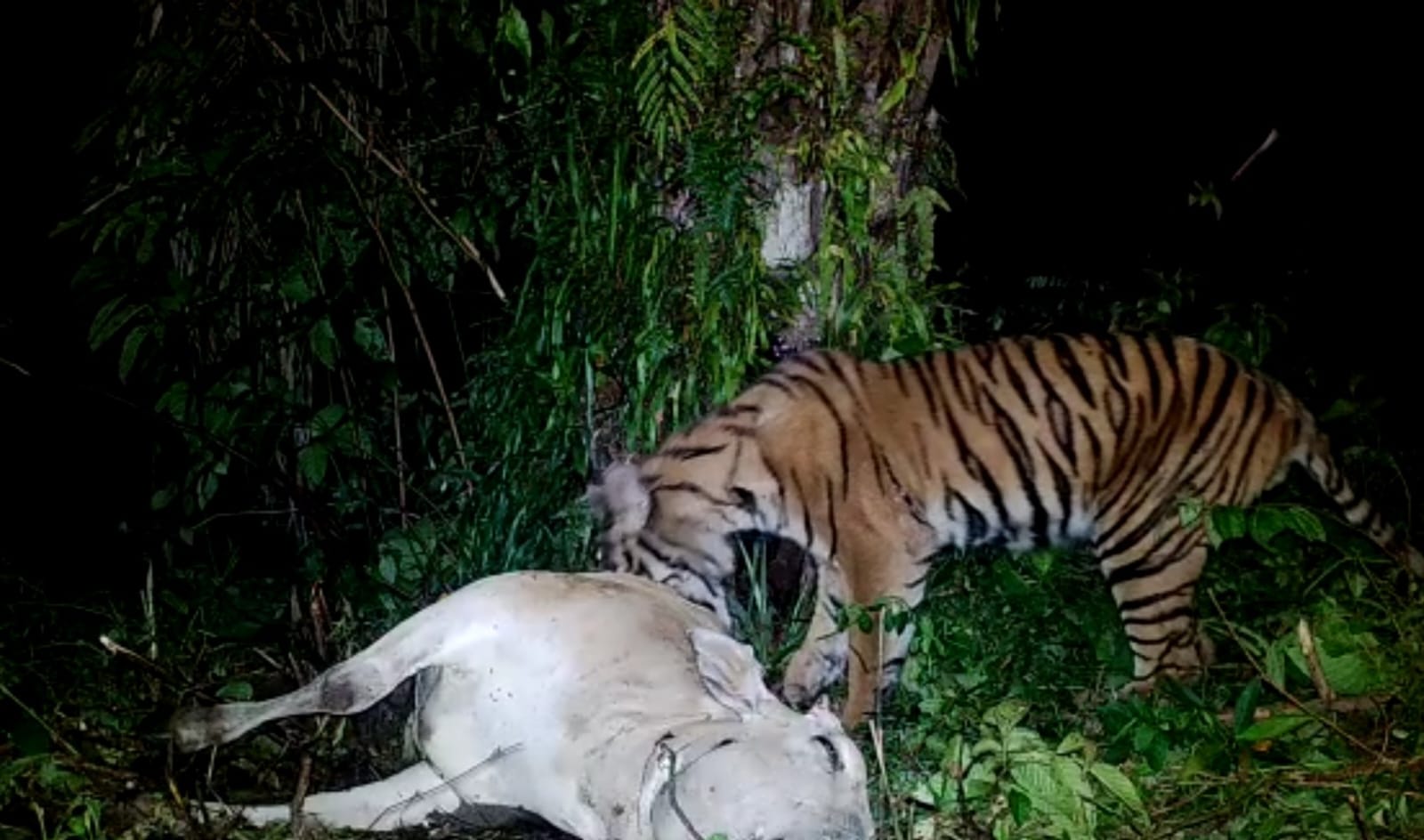 Harimau Sumatera Mangsa Ternak Warga di Langkat, Warga Heboh