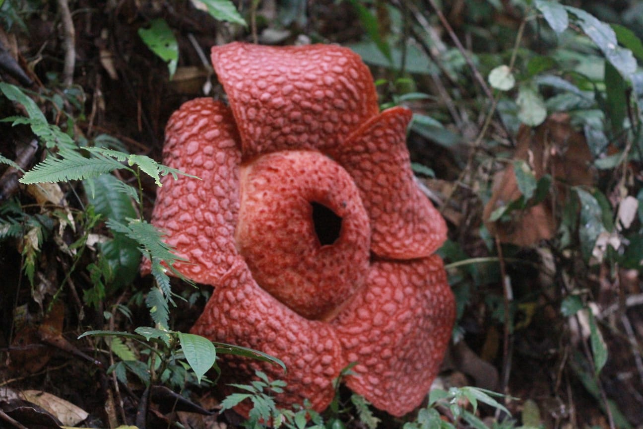 Rafflesia Arnoldii Mekar Di Batu Katak, Taman Nasional Gunung Leuser
