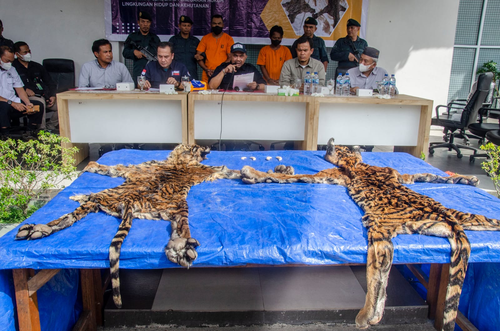 Gakkum LHK Sumatera Gagalkan Perdagangan Kulit Harimau Sumatera