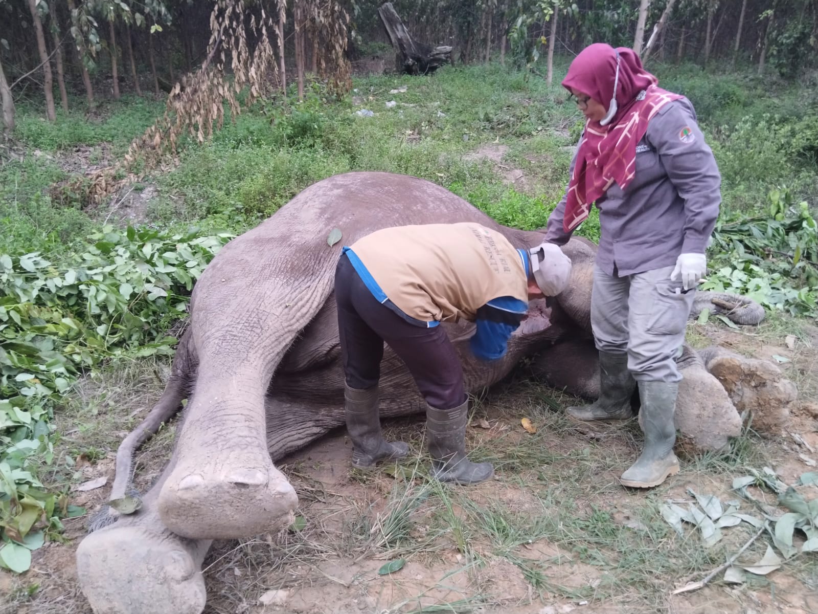 Diduga Diracun, Seekor Gajah Liar Mati Di Pelalawan, Riau