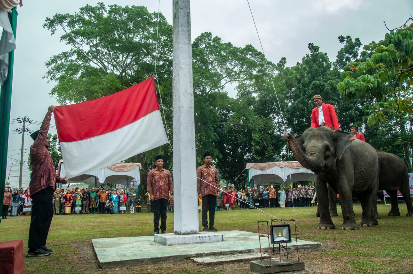 Tiga Ekor Gajah Sumatera Kibarkan Bendera Merah Putih