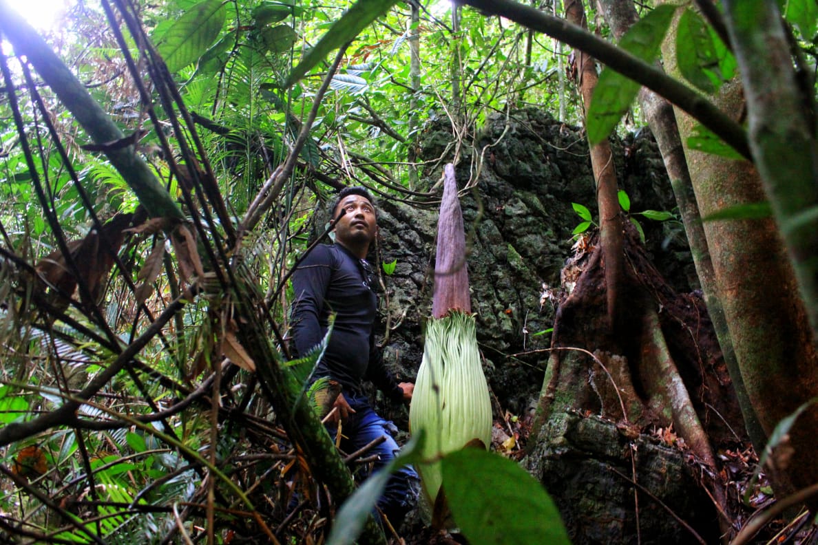 Eko Wisata Batu Katak Dengan Bunga Langka Yang Mendunia