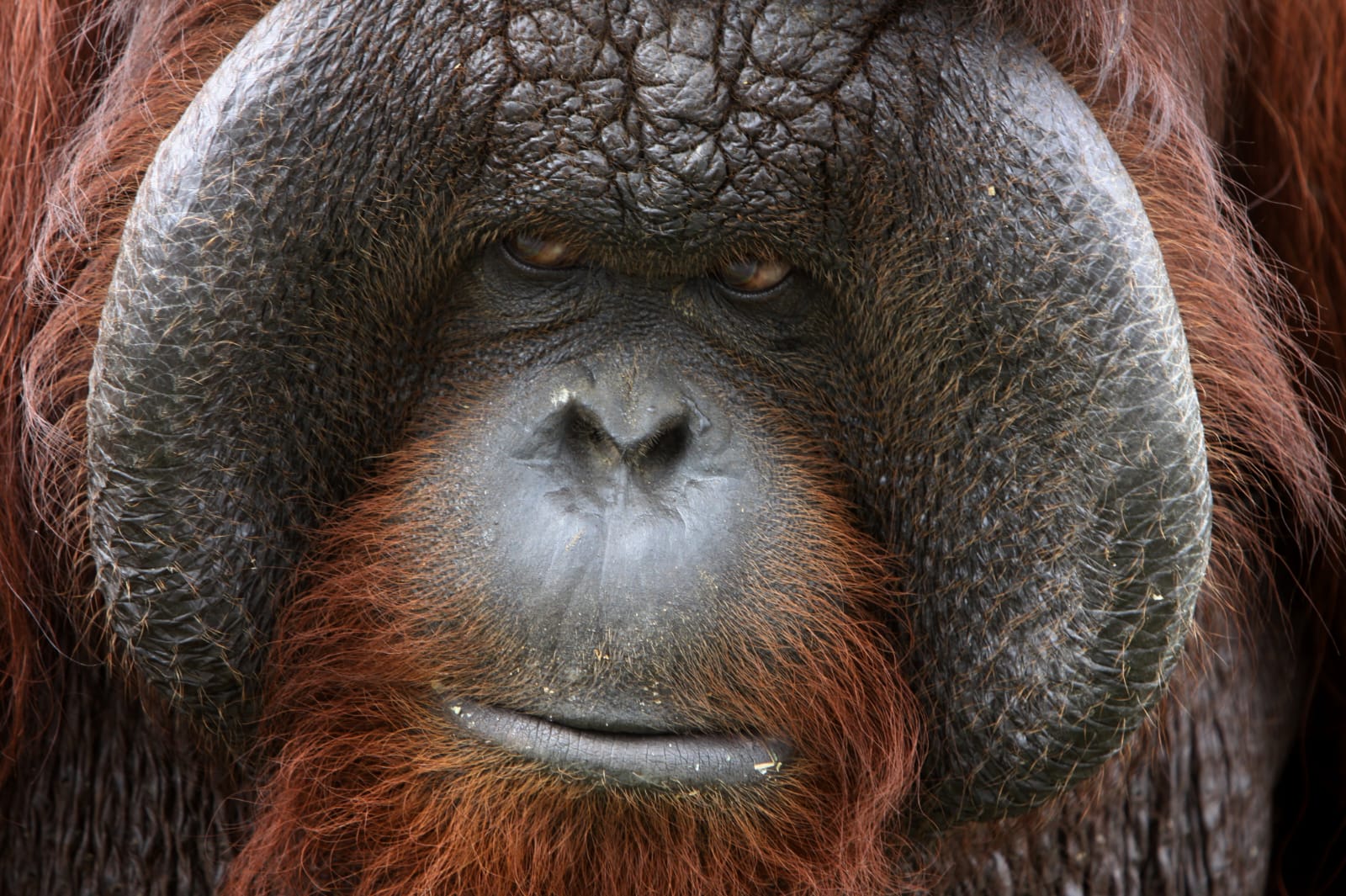 Kerusakan Habitat dan Perdagangan Ilegal Ancaman Nyata Populasi Orangutan 