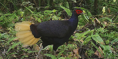 Sempidan Merah, Burung Penghuni Hutan Hujan