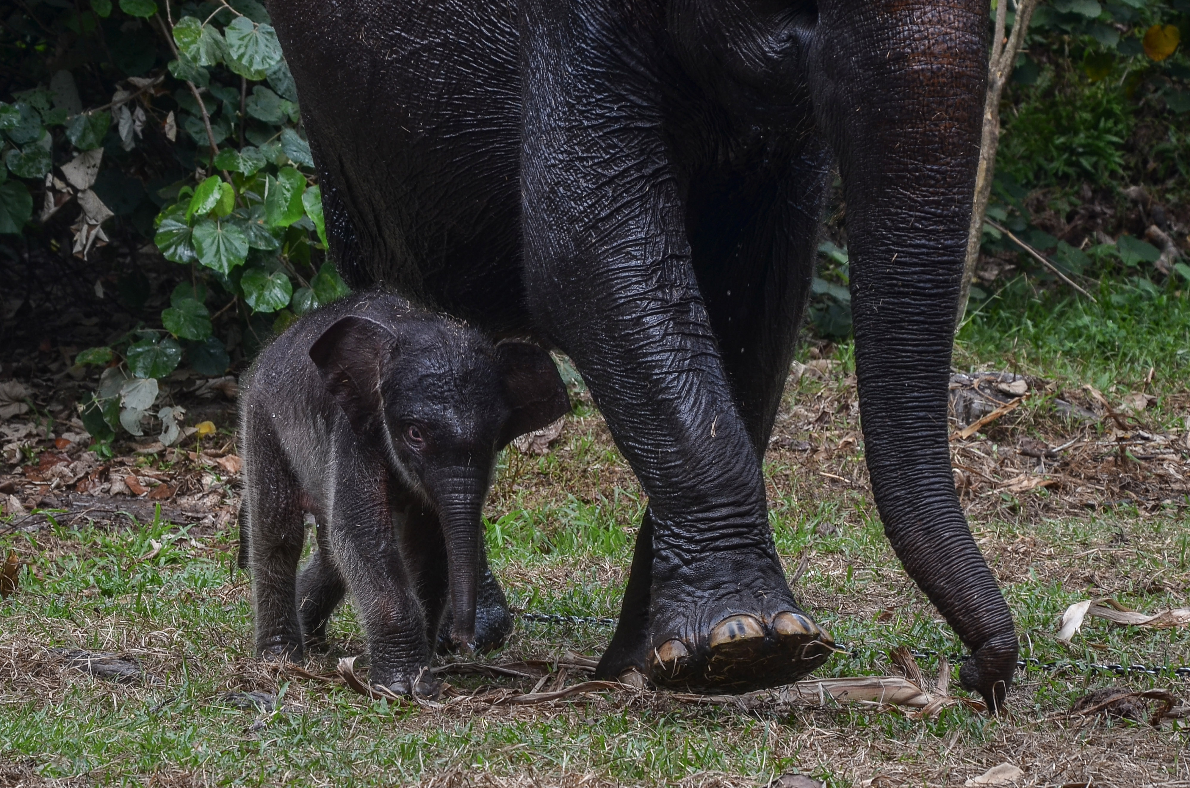 Bayi Gajah Lahir di Taman Nasional Tesso Nilo, Populasi Bertambah Jadi 10 Ekor 