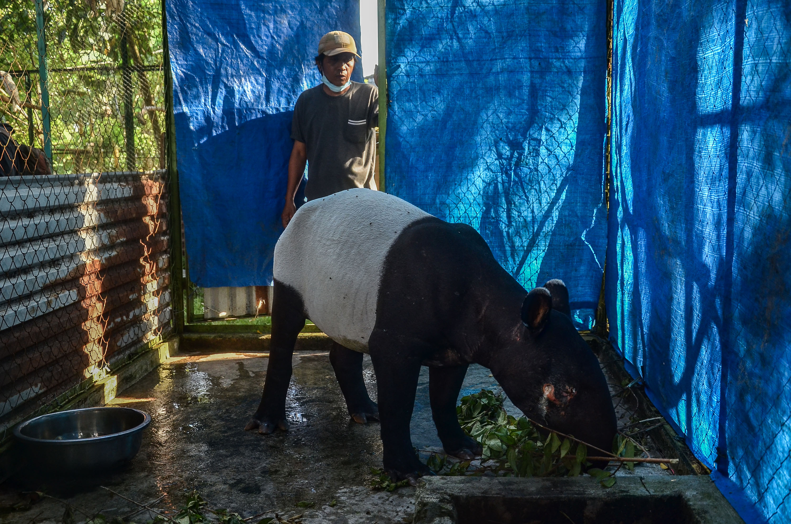 Evakuasi Tapir yang terluka Saat Berkeliaran Dikebun Warga