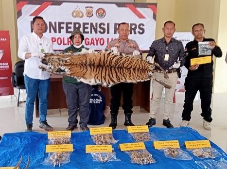 Perdagangan Kulit dan Tulang Harimau di Gayo Lues, Tersangka Pasang Aliran Listrik Di Kebun
