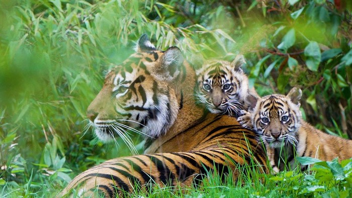 Dua Harimau Sumatra Jadi Penghuni Baru Kebun Binatang Inggris