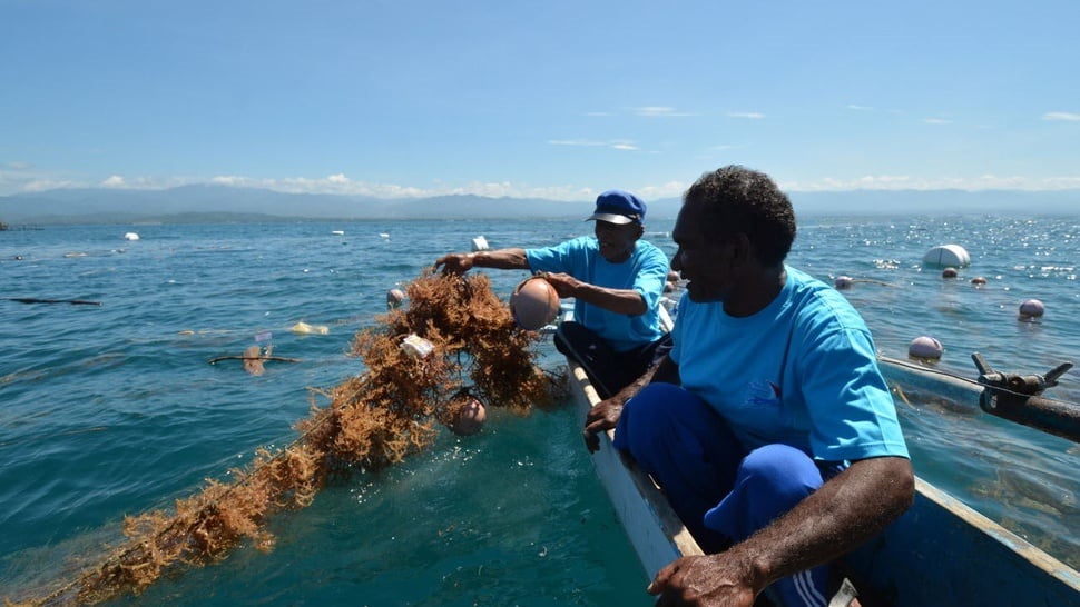 Menakar Tantangan & Peluang Ratusan Juta Dolar Dari Rumput Laut