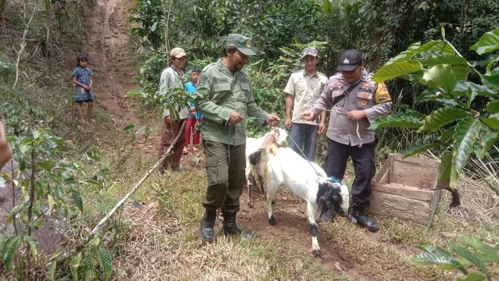 Harimau Sumatera Mangsa Ternak, Warga Satu Dusun di Lampung Dievakuasi