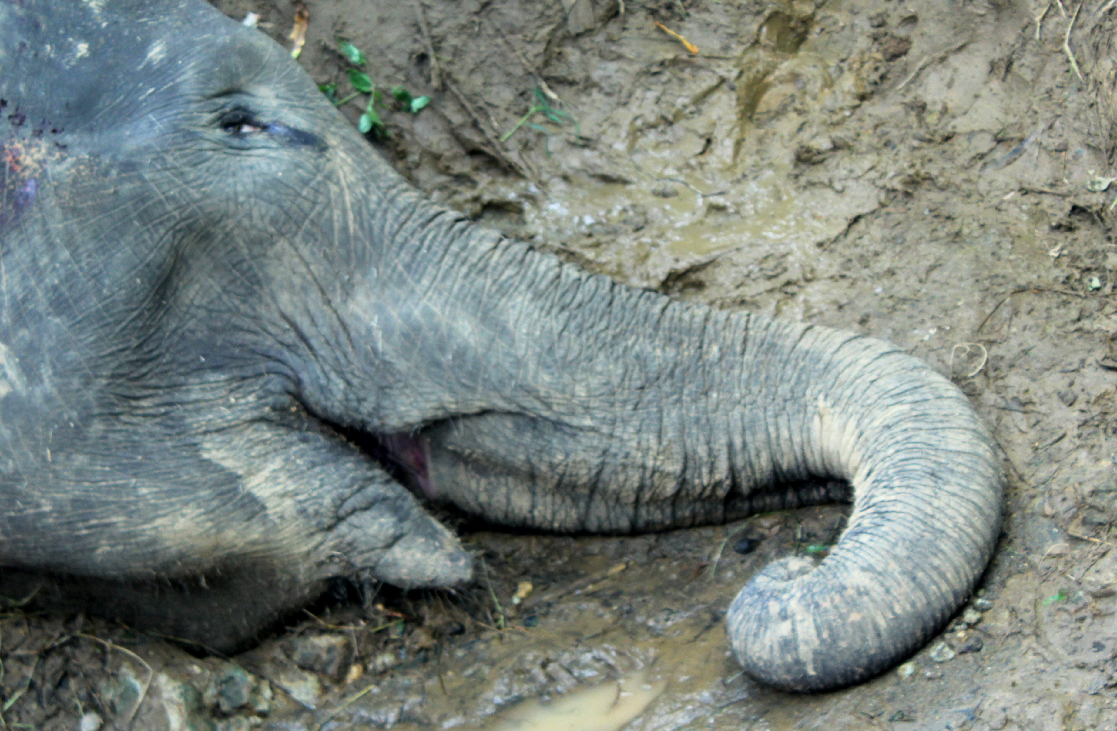 Lima Terdakwa Kasus Pemenggalan Gajah Divonis 3,5 Tahun Penjara