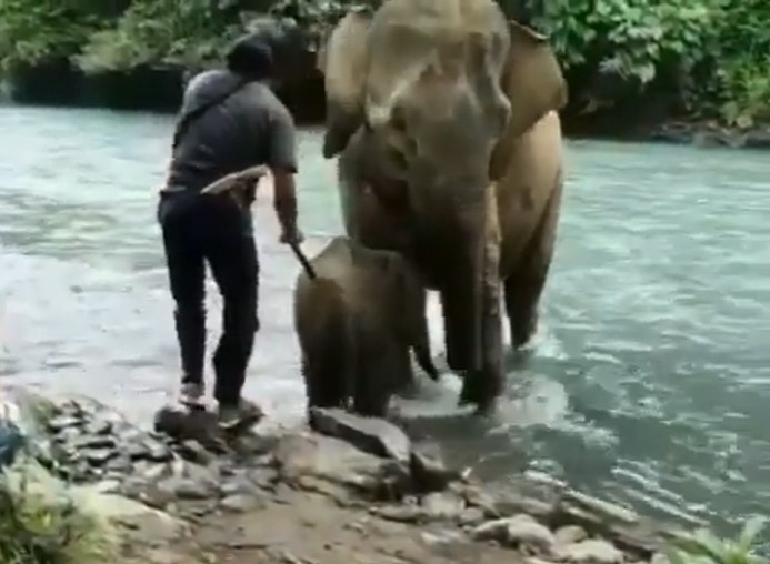 Heboh Anak Gajah Dipukuli Mahout, Ternyata Begini Penjelasannya