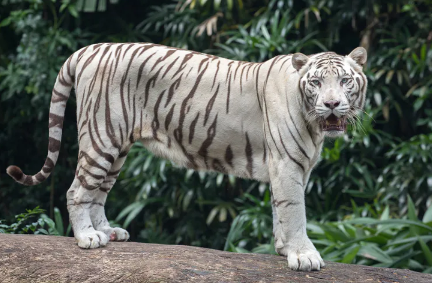 Kesaksian Eks Penggarap Hutan saat Melihat Harimau Belang Putih Penghuni Leuser