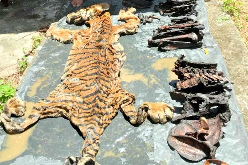  Penjerat Harimau Sumatera Divonis Tiga Tahun Penjara 