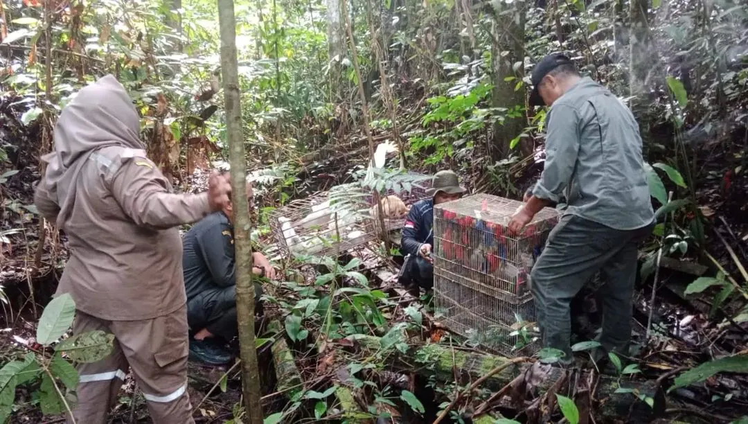 Satwa Liar Hasil Patroli Dilepasliarkan di Hutan Lindung Papua