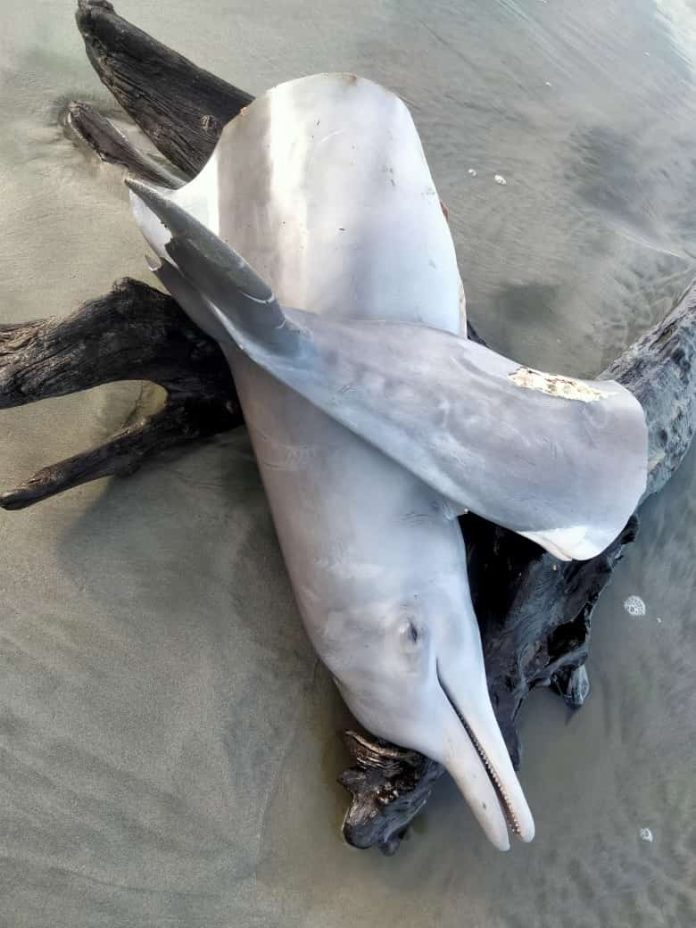 Lumba-lumba Terdampar Mati Mengenaskan di Pantai Seluma Bengkulu