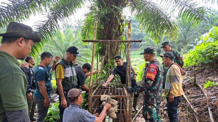 BKSDA Aceh Pasang Lagi Perangkap Harimau Sumatera di Aceh Timur