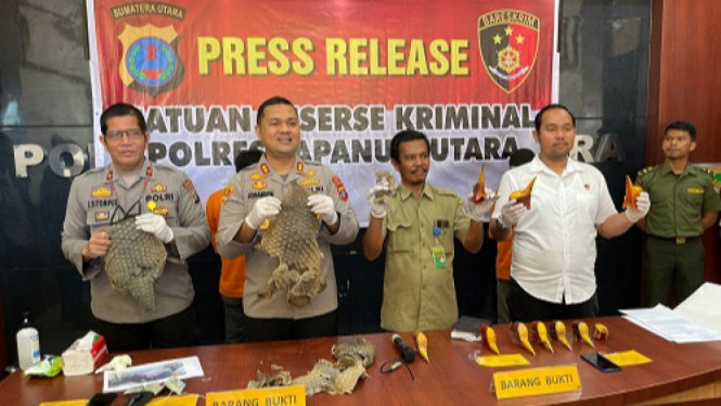 Polisi Gagalkan Penjualan Sisik Trenggiling dan Paruh Rangkong Gading Bernilai Miliaran di Sumut