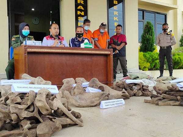 Polres Langsa Ringkus Dua Terduga Penjual Organ Satwa Lindung